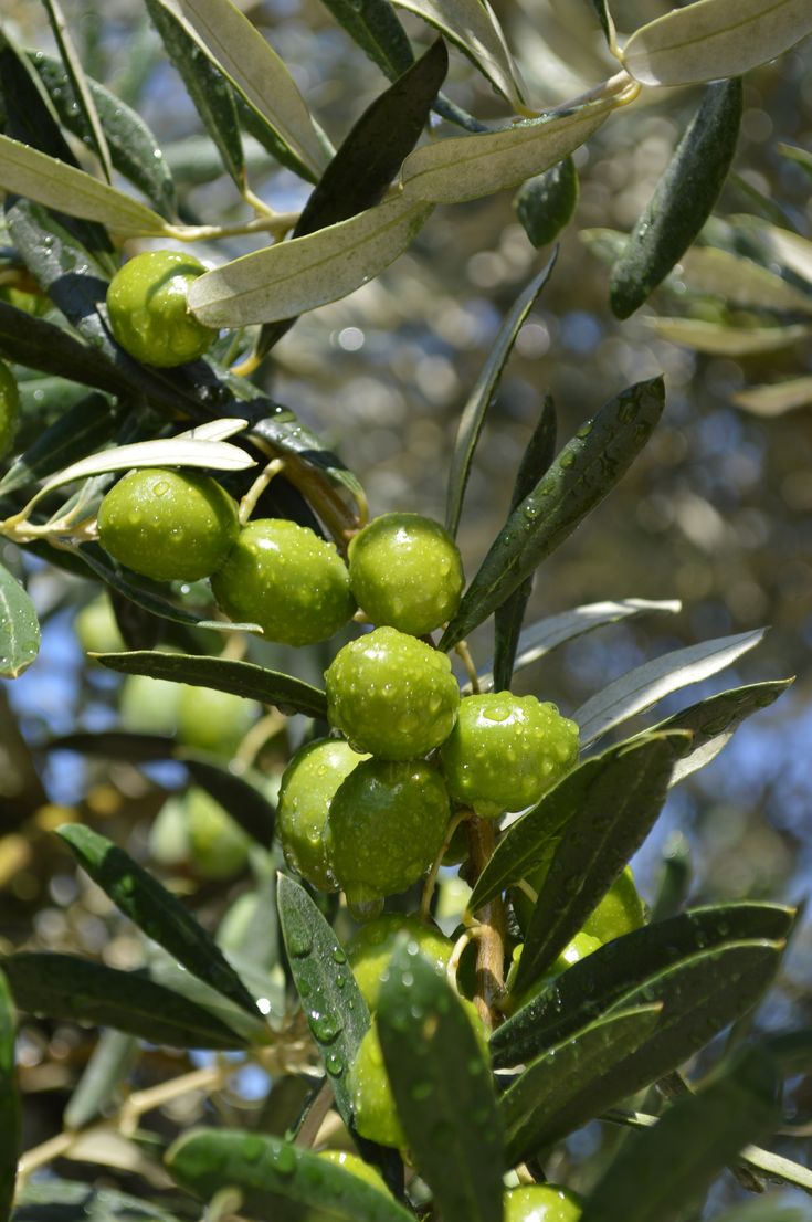 Türkiye’de zeytin üretimi
